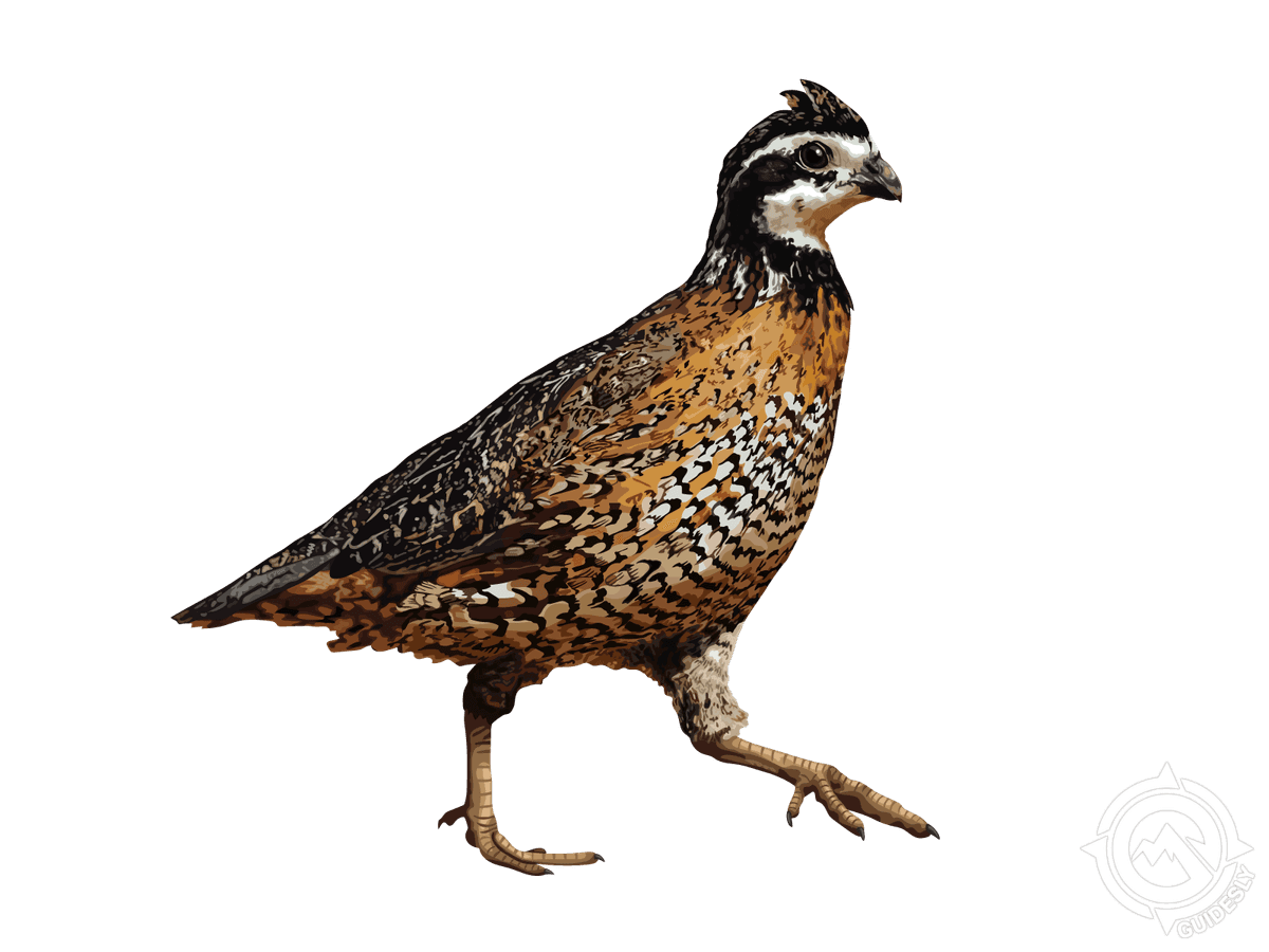 Bobwhite