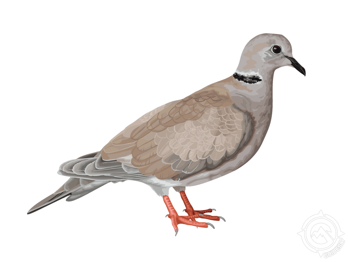 Ringed Turtledove
